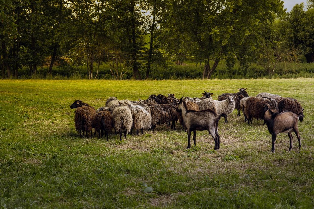 Gospodarstwo Agroturystyczne Dworek Janowicki Kazimierzewo エクステリア 写真